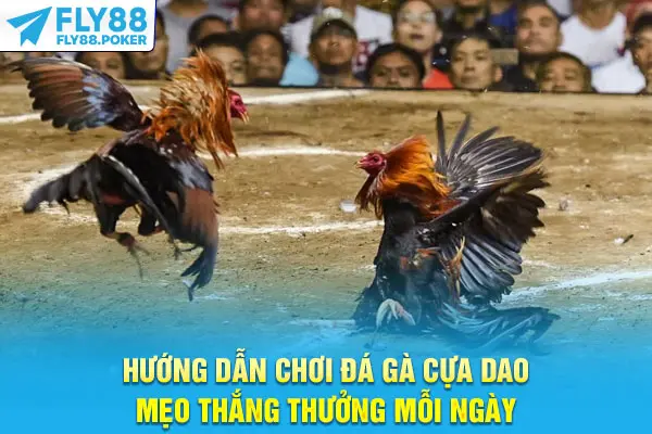 Hướng Dẫn Chơi Đá Gà Cựa Dao - Mẹo Thắng Thưởng Mỗi Ngày