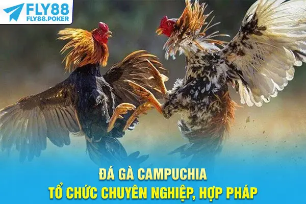 Đá gà Campuchia tổ chức chuyên nghiệp, hợp pháp