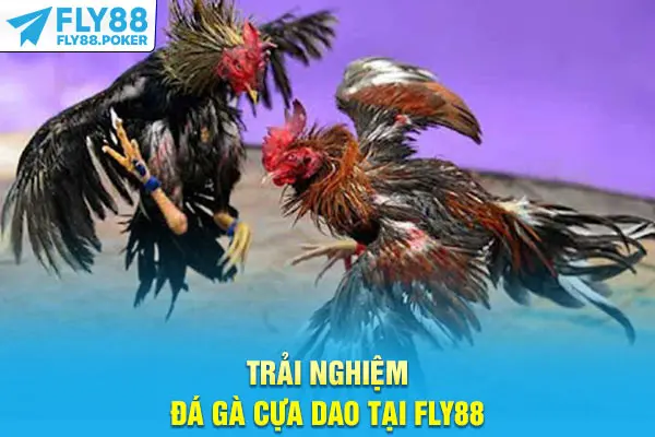 Trải nghiệm đá gà cựa dao tại Fly88